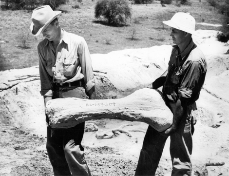 Workers removing a fossil during the investigation.